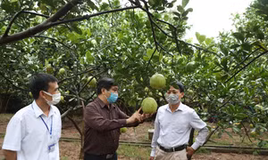 Ông Nguyễn Văn Chí, Chi cục trưởng Chi cục Phát triển nông thôn Hà Nội trao đổi kinh nghiệm trồng bưởi với nông dân xã Cẩm Lĩnh, huyện Ba Vì (Hà Nội).