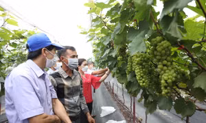 Được Trung tâm Khuyến nông Hà Nội hỗ trợ triển khai mô hình, hộ gia đình ông Nguyễn Hữu Hợi ở đội 3, xã Đan Phượng, huyện Đan Phượng (Hà Nội) đã chuyển đổi đất trồng lúa kém hiệu quả sang trồng nho Hạ đen thích ứng với biến đổi khí hậu.