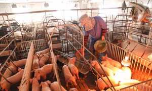 Chăn nuôi lợn mang lại hiệu quả kinh tế cao cho hộ gia đình anh Phùng Văn Thụy ở thôn Cổ Đô, xã Cổ Đô, huyện Ba Vì (Hà Nội).