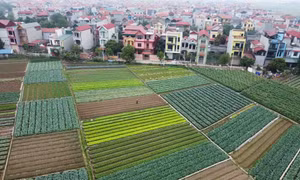 Huyện Mê Linh (Hà Nội) xây dựng các vùng chuyên canh nông nghiệp quy mô lớn theo hướng ứng dụng công nghệ cao, tạo ra sản phẩm an toàn, đảm bảo chất lượng và cho giá trị kinh tế cao.
