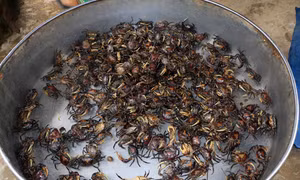 Nghề đặt lọp cua đồng giúp người dân vùng lũ ở Đồng Tháp có thêm thu nhập