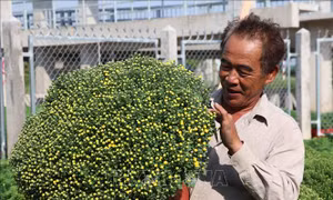 Hoa, cây cảnh phục vụ Tết ở Bến Tre hút hàng