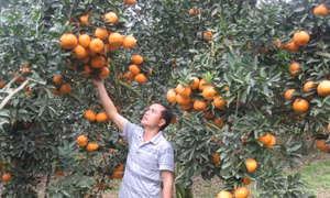 Gỡ nút thắt tiêu thụ cho cam Hà Giang