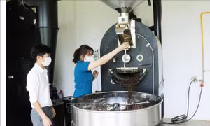 Chi phí sản xuất tăng, nông dân Đắk Lắk thay đổi phương thức canh tác