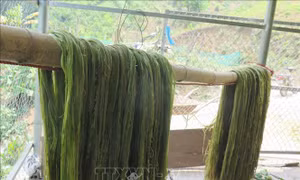 Vỏ cây gai xanh được phơi sau khi tuốt. Ảnh: Nguyễn Cường - TTXVN