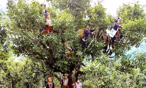 Phát triển bền vững cây chè và thương hiệu sản phẩm chè Hoàng Su Phì