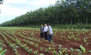 Thay đổi tư duy sản xuất ở vùng đồng bào dân tộc thiểu số tỉnh Gia Lai