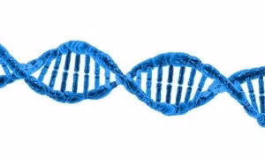 Chuột có loại gene giúp hệ miễn dịch chống lại virus