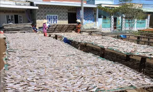 Chế biến cá khô tại Bến Tre nhộn nhịp vào vụ Tết