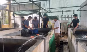 Giá trị kinh tế cao từ mô hình nuôi ghép cá trắm cỏ ở Hưng Yên