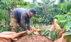 Nông dân Đắk Lắk chủ động thu hoạch cà phê thích ứng với tình hình thiên tai
