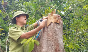 Quảng Trị yêu cầu xử lý nghiêm vụ chặt hạ nhiều gốc cây rừng tự nhiên tại Cam Lộ