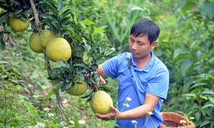 Hiệu quả Quỹ hỗ trợ nông dân tỉnh Sơn La