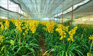 70% hoa địa lan tại Đà Lạt nở sớm khiến nông dân lo lắng