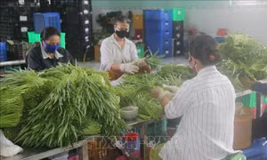Kết nối hợp tác xã tạo đà tiêu thụ nông sản
