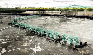 Bến Tre ứng phó linh hoạt với biến đổi khí hậu, xâm nhập mặn (Bài cuối)