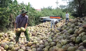 Giá dừa khô giảm mạnh, nông dân Trà Vinh không còn mặn mà