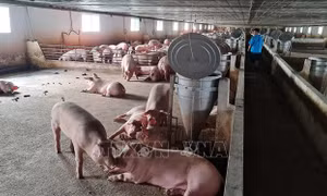 Lai Châu hạn chế thấp nhất những rủi ro khi tái đàn