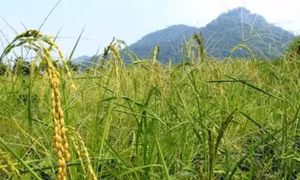 Trung Quốc phát hiện gene nâng cao khả năng chịu hạn ở cây lúa