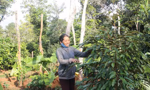 Thay đổi nếp nghĩ, cách làm kinh tế của phụ nữ dân tộc thiểu số Đắk Lắk