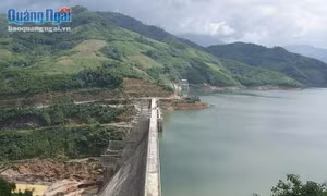 Quảng Ngãi nuôi thí điểm cá nước ngọt trong lòng các hồ chứa thủy lợi