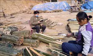 Người trồng luồng, vầu ở huyện Quan Sơn khó khăn khi giá xuống