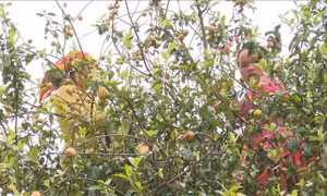 Sơn La chuyển đổi cơ cấu nông nghiệp, mở hướng thoát nghèo