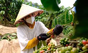 Lâm Đồng đầu tư 20 tỷ đồng chuyển đổi nông nghiệp bền vững