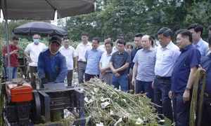 Sản xuất cây gai xanh làm nguyên liệu cho ngành dệt may ở phía Bắc