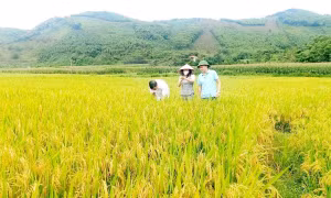 Mở hướng mới trong canh tác giống lúa chất lượng cao ở huyện Văn Yên