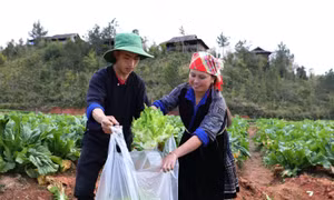 Yên Bái đưa vụ Đông trở thành vụ sản xuất chính trong năm