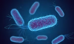 Phát hiện loại vi khuẩn mới có khả năng hấp thụ carbon tự nhiên