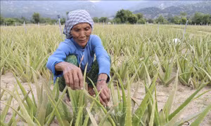 Đồng bào dân tộc Raglai (xã Bắc Sơn, huyện Thuận Bắc, tỉnh Ninh Thuận) liên kết trồng cây nha đam với công ty để phát triển sản xuất. Ảnh: Nguyễn Thành – TTXVN