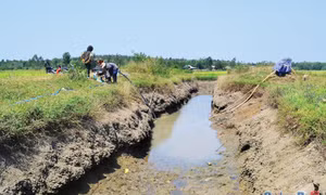 Khoảng 2.000 ha diện tích sản xuất ở Quảng Ngãi có thể bị hạn nặng