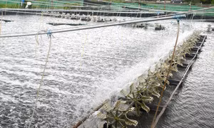 Trà Vinh dành gần 50 tỷ đồng hỗ trợ tái cơ cấu nông nghiệp