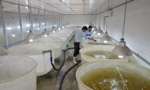 Hiệu quả từ ấp trứng bằng bình vây trong sản xuất cá chép giống