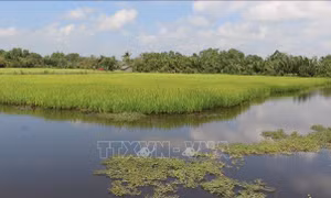 Phát triển kinh tế vùng Đồng bằng sông Cửu Long: Xây dựng thương hiệu lúa thơm, tôm sạch