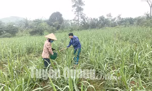 Tuyên Quang duy trì ổn định, mở rộng vùng mía nguyên liệu