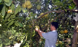 Hiệu quả áp dụng khoa học công nghệ vào sản xuất nông nghiệp ở Tuyên Quang