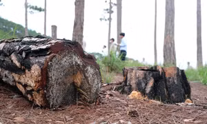 Vụ phá rừng thông quy mô lớn tại Đà Lạt: Khởi tố, bắt tạm giam 3 bị can