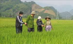 Lai Châu tập trung phòng trừ sâu bệnh gây hại cây trồng
