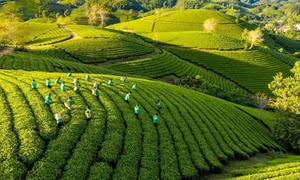 Phú Thọ cơ cấu sản xuất nông nghiệp theo hướng nâng cao giá trị gia tăng 