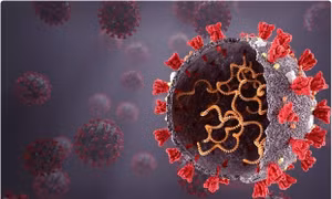 Virus SARS-CoV-2 tiến hóa để vượt qua hệ miễn dịch bẩm sinh của con người