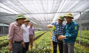Triển vọng từ cây mắc ca ở Lai Châu