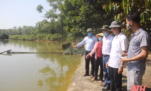 Mô hình ao nuôi cá của gia đình ông Nguyễn Văn Tính, thôn Trại Nu, xã Xuân Tín (Thọ Xuân) mang lại thu nhập hàng trăm triệu đồng mỗi năm. Nguồn: baothanhhoa.vn