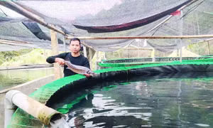Anh Phạm Ngọc Thanh thu nhập tiền tỷ từ mô hình nuôi cá tầm