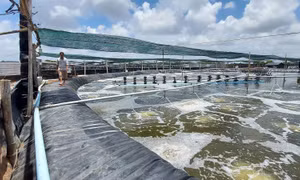 Đồng bộ cơ giới hóa hướng tới phát triển nông nghiệp bền vững
