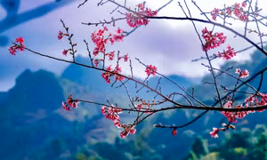 Lần đầu tiên Lễ hội hoa Tớ Dày được tổ chức ở vùng cao Mù Cang Chải, Yên Bái