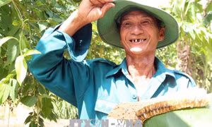 Đậm đà mật ong rừng U Minh Thượng 