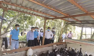 Lãnh đạo tỉnh Hậu Giang tham quan mô hình nông nghiệp tuần hoàn của Hợp tác xã Nông Gia tại ấp Hòa Bình, thị trấn Kinh Cùng, huyện Phụng Hiệp. Ảnh: Duy Khương - TTXVN